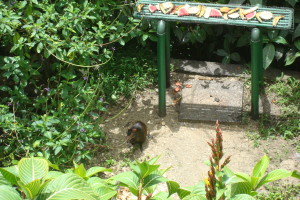 Agouti