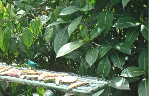 Honey Creeper